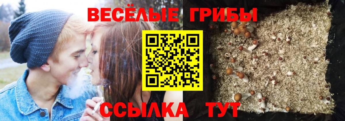 Псилоцибиновые грибы Psilocybe  Галлюциногенные грибы ЛСД  Балашов  Вход с VPN 